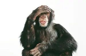 Hand Prints: Chimpanzee - with hand on head - sequence 1 of 3 see no evil, hear no evil, speak no evil