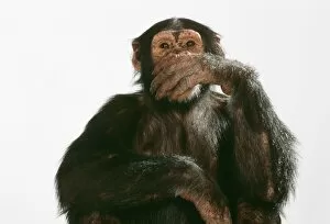 Chimpanzees Gallery: Chimpanzee - hand over mouth Speak No Evil
