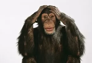 Chimpanzees Gallery: Chimpanzee - hands over ears Hear No Evil