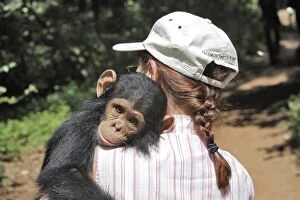 Images Dated 15th April 2006: Chimpanzee - held by Sylvia Siddle