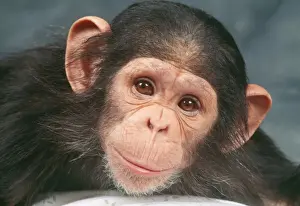 Anthropomorphic Prints: Chimpanzee JD 8921 Pan troglodytes © John Daniels / ARDEA LONDON