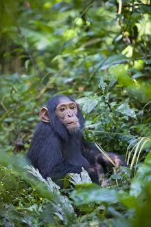 Images Dated 1st June 2009: Chimpanzee - juvenile