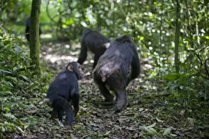 Images Dated 1st June 2009: Chimpanzee - juvenile following mother and other family members on forest trail