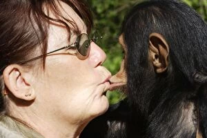 Images Dated 20th April 2006: Chimpanzee - kissing Sylvia Siddle