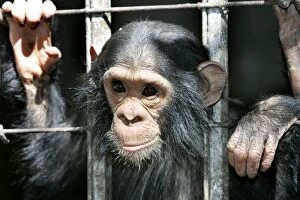 Images Dated 14th July 2004: Chimpanzee - looking through bars