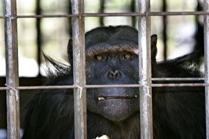 Chimpanzees Gallery: Chimpanzee - looking through bars