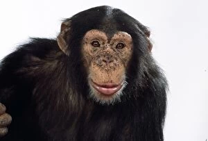 Chimpanzee - looking curious