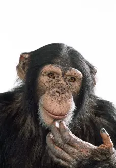 Chimpanzee - looking pensive