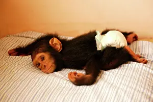 Captivity Prints: Chimpanzee Lying on bed at Orphanage / Nursery for young chimpanzees Congo, Central Africa