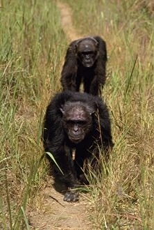 Images Dated 1st December 2008: Chimpanzee Mahale Mountains, Tanzania, Africa