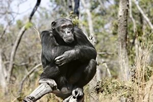 Chimpanzee - male sitting
