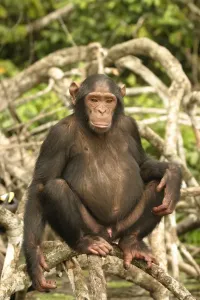 Hand Prints: Chimpanzee Male Sitting on branches above water Concuati, Congo, Central Africa