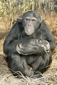 Chimpanzee - male sitting. Chimfunshi Chimp Reserve - Zambia - Africa