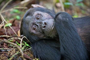 Chimpanzees Gallery: Chimpanzee - male - tropical forest