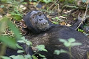 Images Dated 31st May 2009: Chimpanzee - male - tropical forest - Western Uganda - Africa