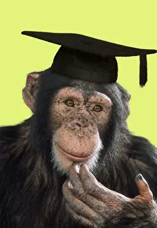 Funny Prints: Chimpanzee - in mortarboard - captionable Digital Manipulation: mortarboard (ABM) - added colour background