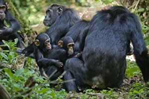 Images Dated 11th June 2009: Chimpanzee - mothers and one year old infants - tropical forest - Western Uganda - Africa