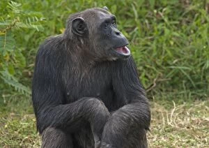 Chimpanzee - with mouth open