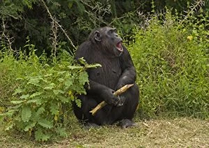 Chimpanzee - with mouth open and with sugar cane in hand