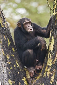 Chimpanzee Gallery: Chimpanzee at Ol Pejeta Reserve, Kenya