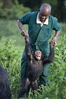 Chimpanzee - Paul Nyenje (Caretaker) playing with