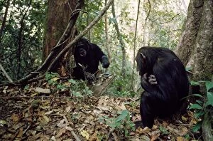 Images Dated 4th February 2011: Chimpanzee - 'Pax' watching older brother catch ants - Gombe - Tanzania - Africa