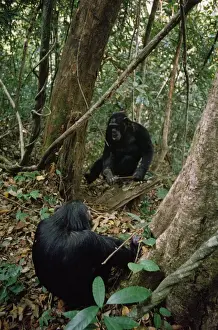 Intelligence Prints: Chimpanzee - Pax watching older brother catch ants - Gombe - Tanzania - Africa