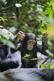 Chimpanzee - playful one year old infant