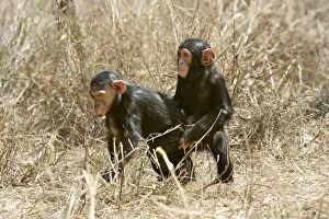 Chimpanzee - two playing, imitating mating