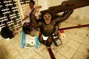 CHIMPANZEE - playing at Orphanage / Nursery for