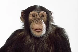 Chimps Gallery: Chimpanzee - portrait