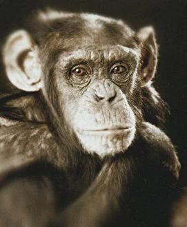 Images Dated 12th April 2007: Chimpanzee - Portrait, sepia effect