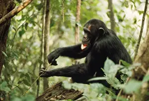 Intelligence Prints: Chimpanzee - Prof fishing for Safari Ants Gombe, Tanzania, Africa