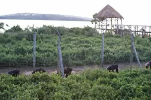 Chimpanzee - rehabilitated chimpanzee group moving through entrance to sleeping area of sanctuary
