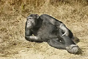 Chimps Prints: Chimpanzee - relaxing. Chimfunshi Chimpanzee Reserve - Zambia - Afruca