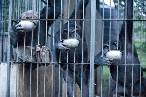Chimpanzee - rescued chimpanzee behind bars in