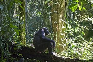 Chimpanzee - resting on log