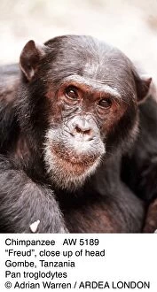 Chimpanzees Gallery: CHIMPANZEE - ҆reudӬ close up of head