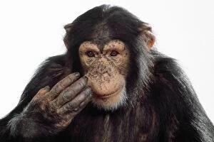 Chimps Gallery: Chimpanzee - scratching face