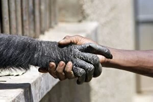 Images Dated 18th April 2006: Chimpanzee - shaking hands with human