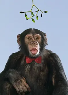 Chimps Prints: Chimpanzee - showing lips kissing under mistletoe with bow tie