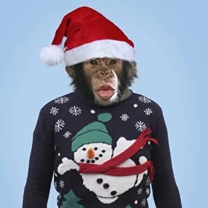 Chimpanzee - showing lips kissing - wearing Christmas