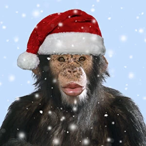 Images Dated 14th September 2020: Chimpanzee - showing lips 'kissing' wearing Christmas hat Date: 06-May-10
