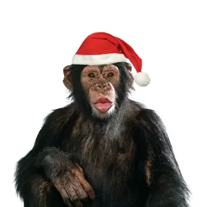 Hats Prints: Chimpanzee - showing lips kissing wearing Christmas hat Dig. Manipulation: Hat (JD)