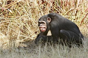 Chimpanzee - showing teeth Chimpanzee - showing teeth
