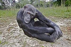 Images Dated 19th April 2006: Chimpanzee - sitting. Chimfushi - Zambia