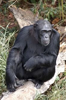 Chimpanzee - Sitting on old log