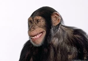 Chimpanzees Gallery: Chimpanzee - smile
