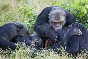 Chimpanzee - social grooming