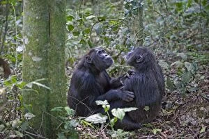 Images Dated 6th June 2009: Chimpanzee - social grooming